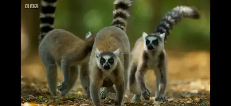 Ring-tailed lemur (Lemur catta) as shown in Planet Earth II - Islands